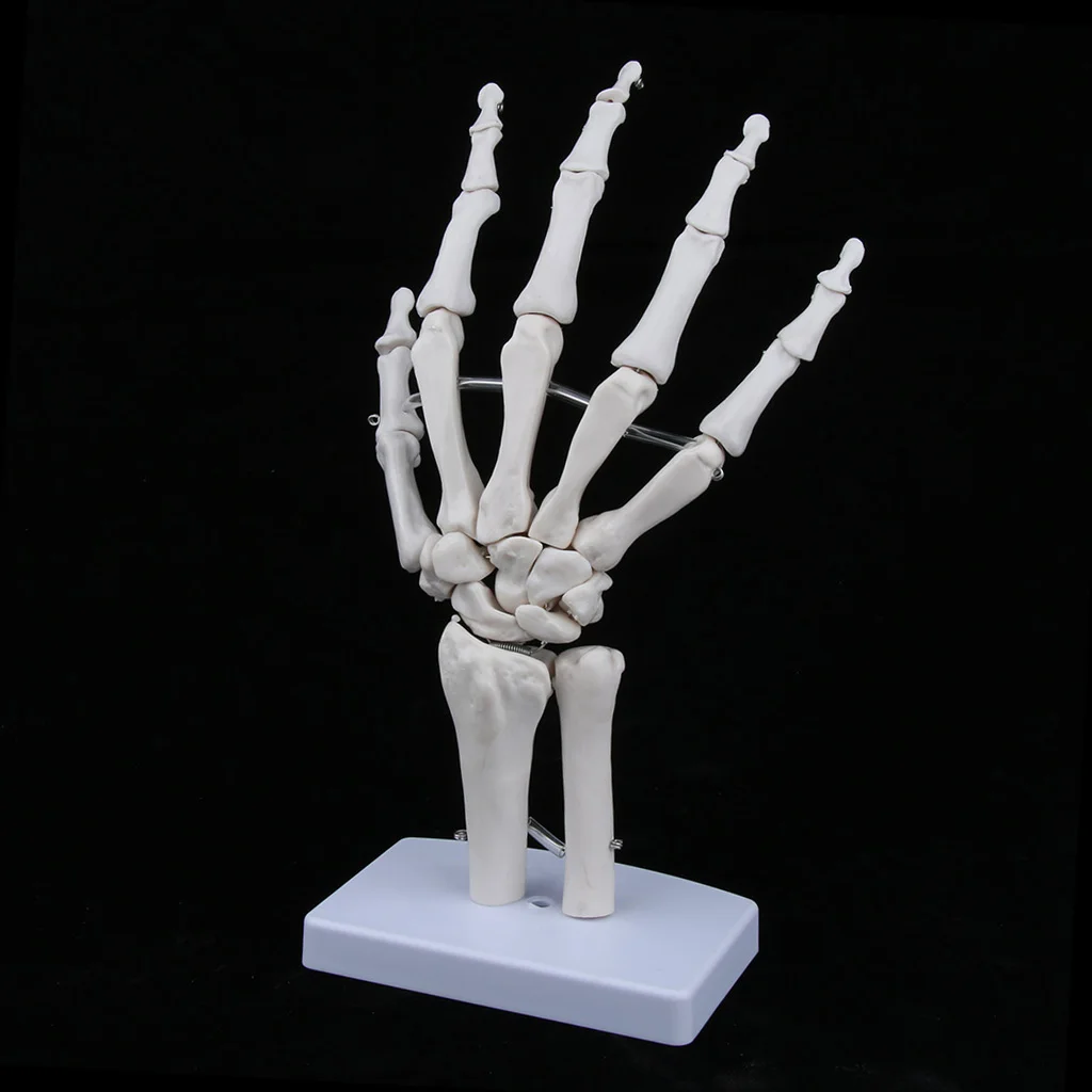 tamanho real, modelo médico, anatomia humana, ferramenta de ensino de medicina