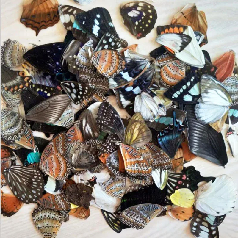 200pcs Real Butterfly Wing Specimen DIY Handmade Student Teaching Creative Stickers Mixed Size Packaging
