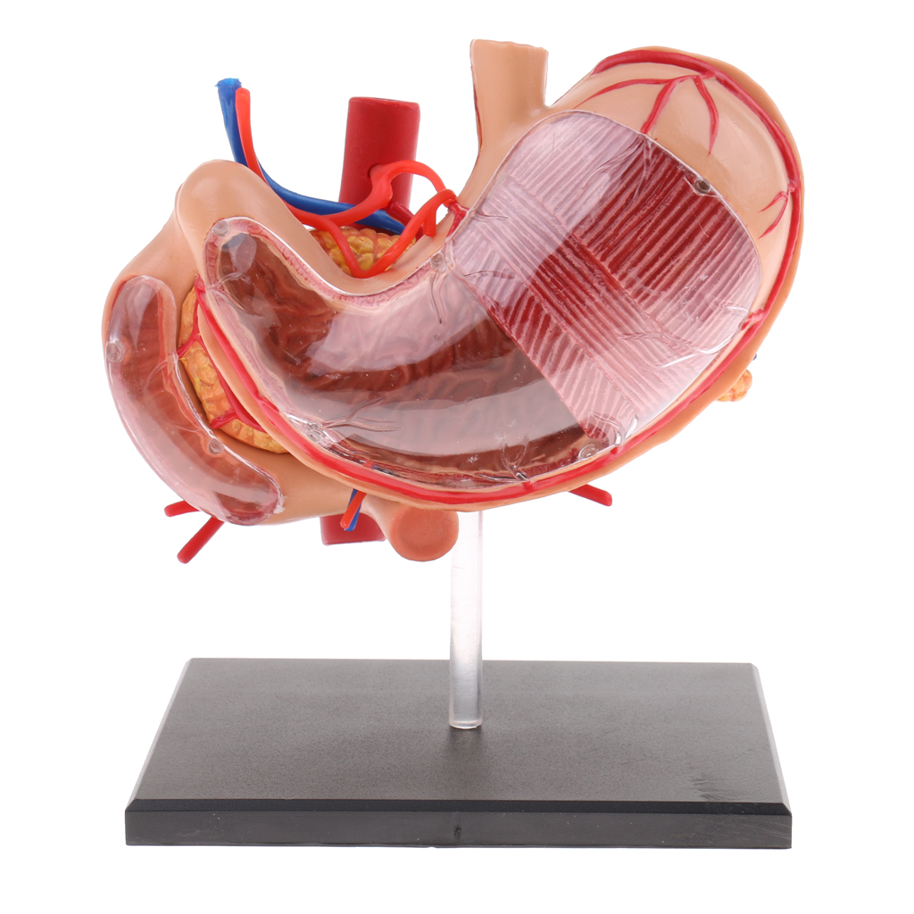 70X Enlarged Human Stomach Model Anatomical Human Stomach & Pancreas Model Anatomy Model School Teaching Supplies