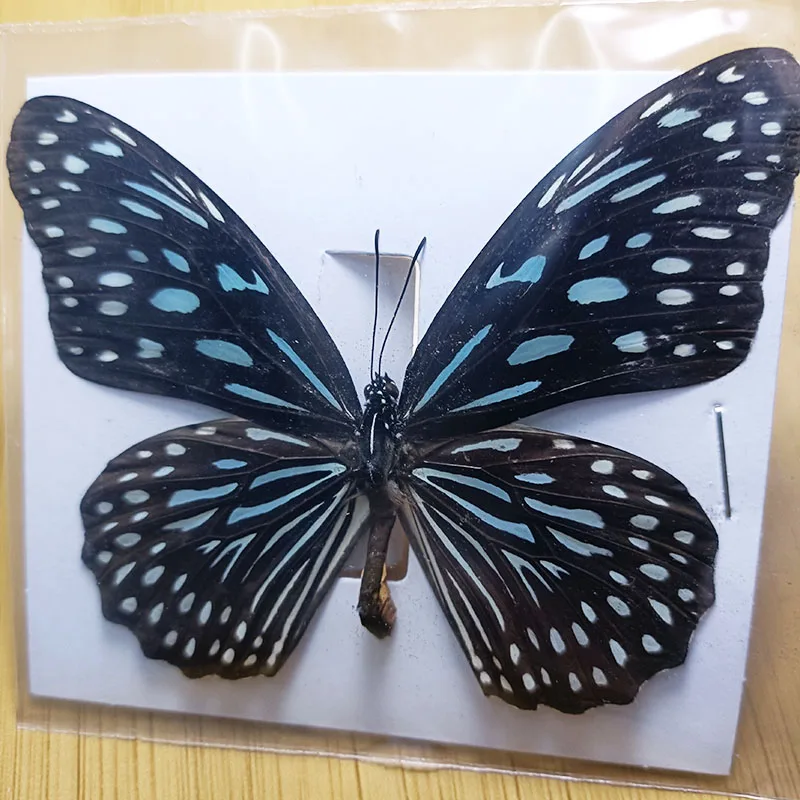 Multi-real Butterfly Specimen Colored Insects Dry Butterfly Making with Home Decor Frame Ornaments Desk Decoration Gifts