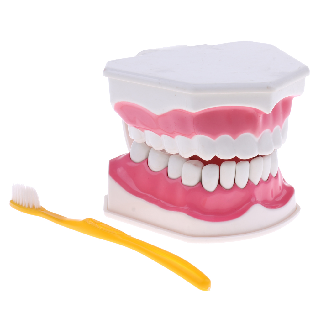 2X Large PVC Human Teeth Model with Removable Lower Teeth Teeth for Classroom Lab School Teaching Tools Student Learning Toy