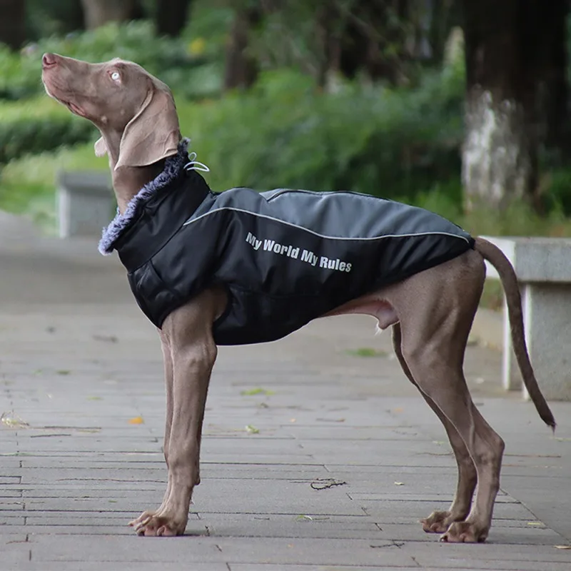 Un perro con una chaqueta negra con el texto Mi mundo, mis reglas. El perro parece ser un galgo o una raza similar, caracterizado por su constitución esbelta y sus largas patas.