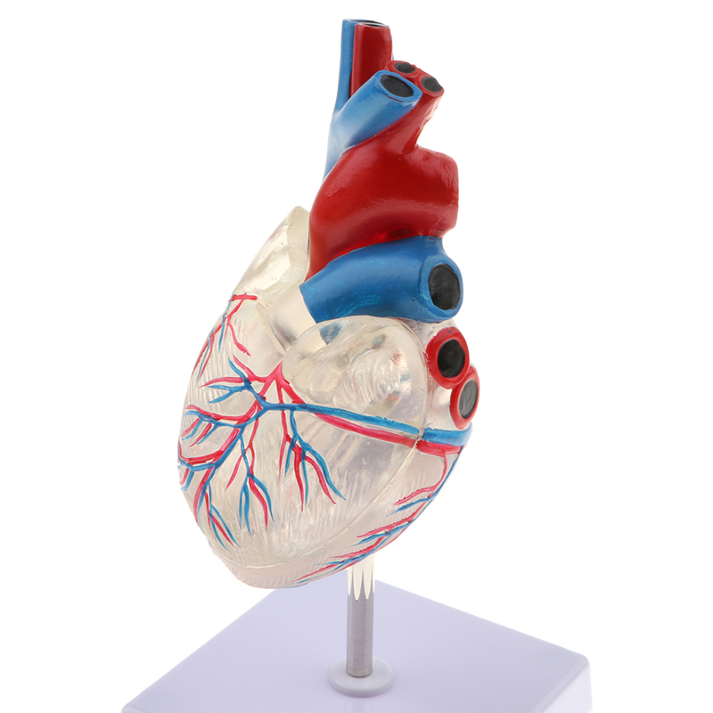 Муляж сердца. Манекен сердца. Анатомическая модель сердца. Анатомическая модель сердца. Манекен сердца.