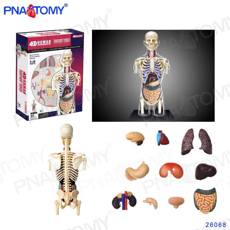 educativos crianças usado anatomia do corpo órgãos