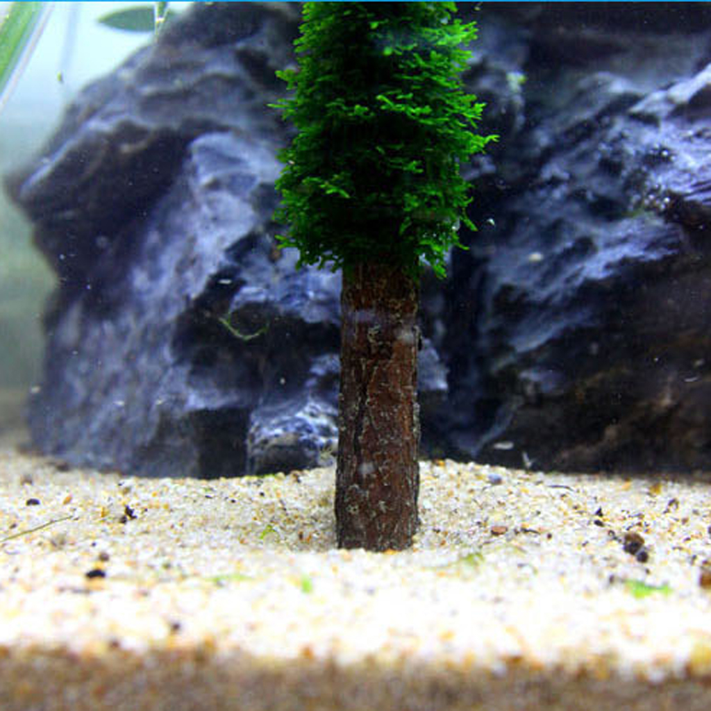 Moss Tree - Aesthetically Beautiful Plants for Aquarium Fish Tank Fishes Shrimp