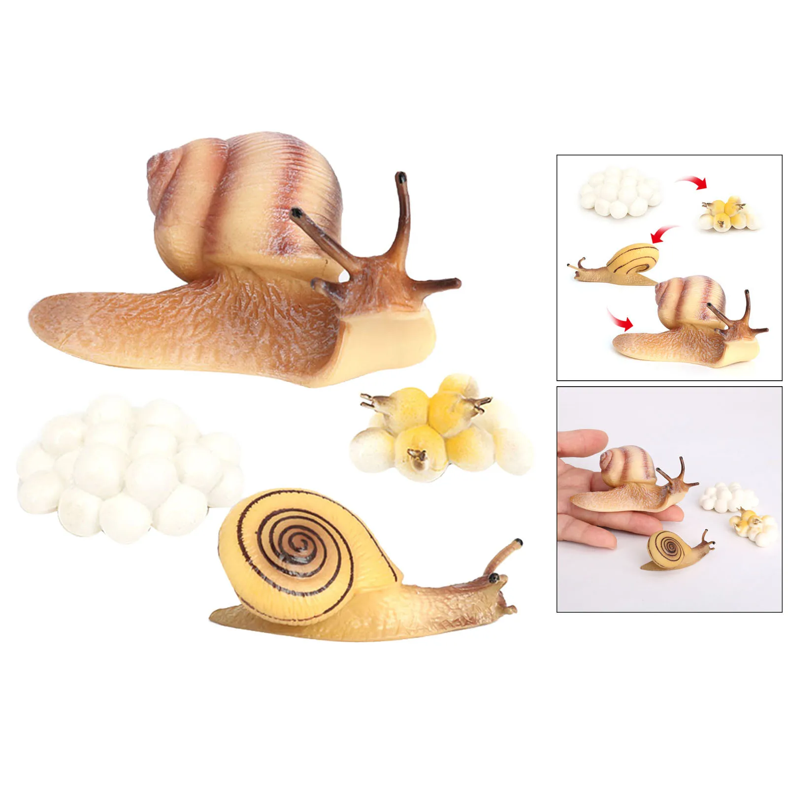 Realistic Growth Cycle Toys Nature Life Cycle Animal Snail Model