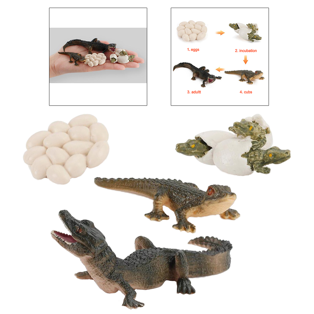 Life Cycle Alligator Figures Child Education Toys Teaching Aids Themed Party
