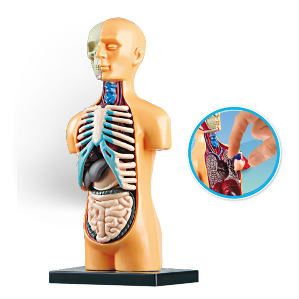 Science Human Body Model Demonstration Human Anatomy Display Educational DIY Toys