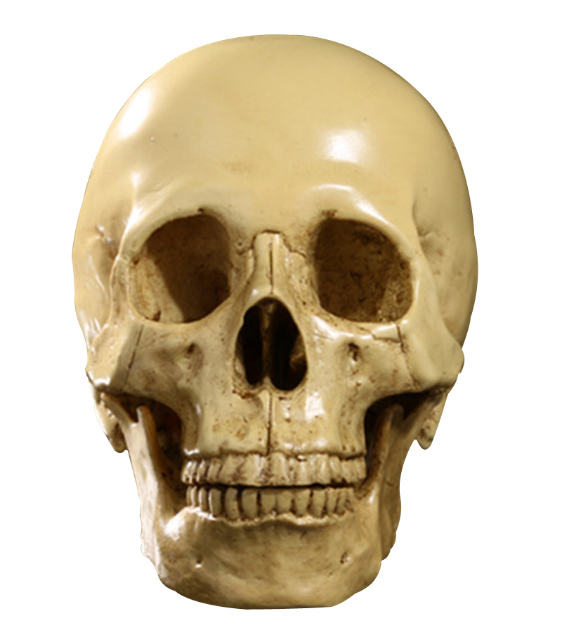 Human Skull - Realistic Resin Human Skull Model  - Great for Anatomical Tracing, Teaching, Halloween Party, Desk Decoration