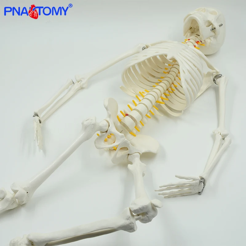Modelo de esqueleto humano com braços e
