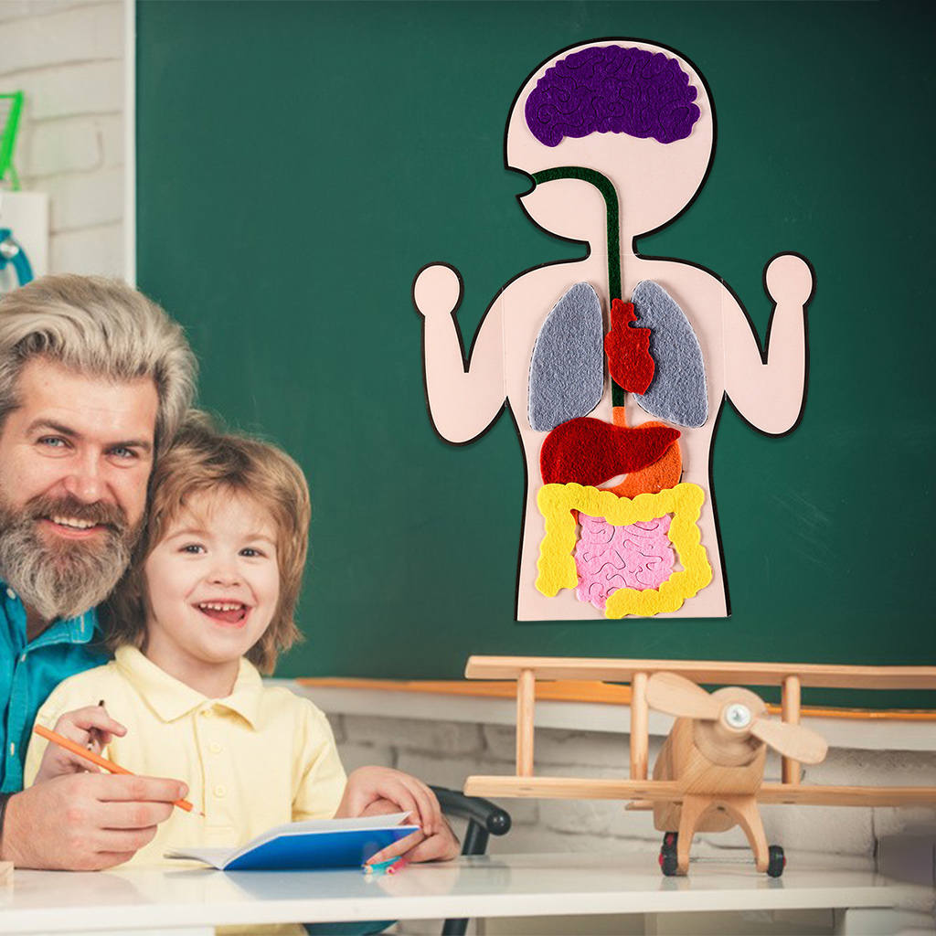 DIY Human Organ Cognition Enlightenment Teaching Aid Preschool Science Early Learning for Christmas Present Gifts Baby Toddlers