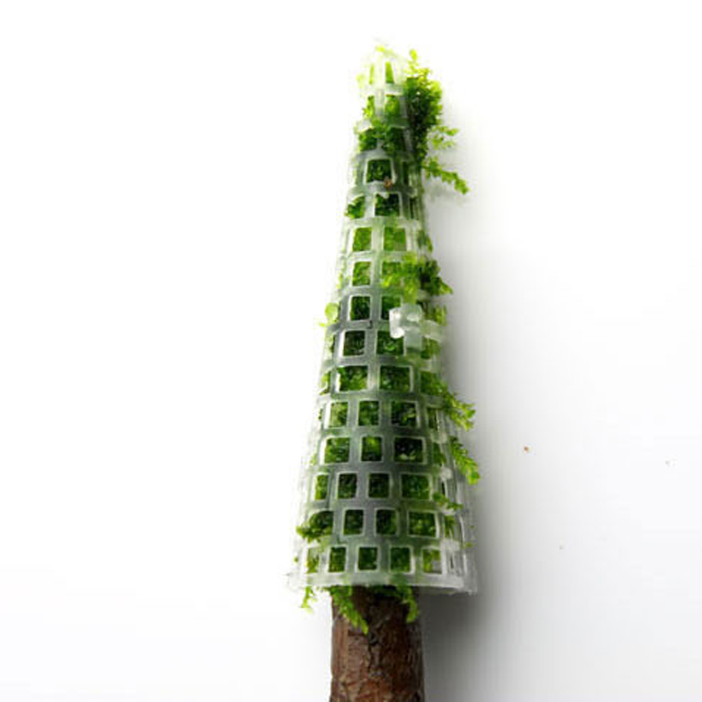 Moss Tree - Aesthetically Beautiful Plants for Aquarium Fish Tank Fishes Shrimp
