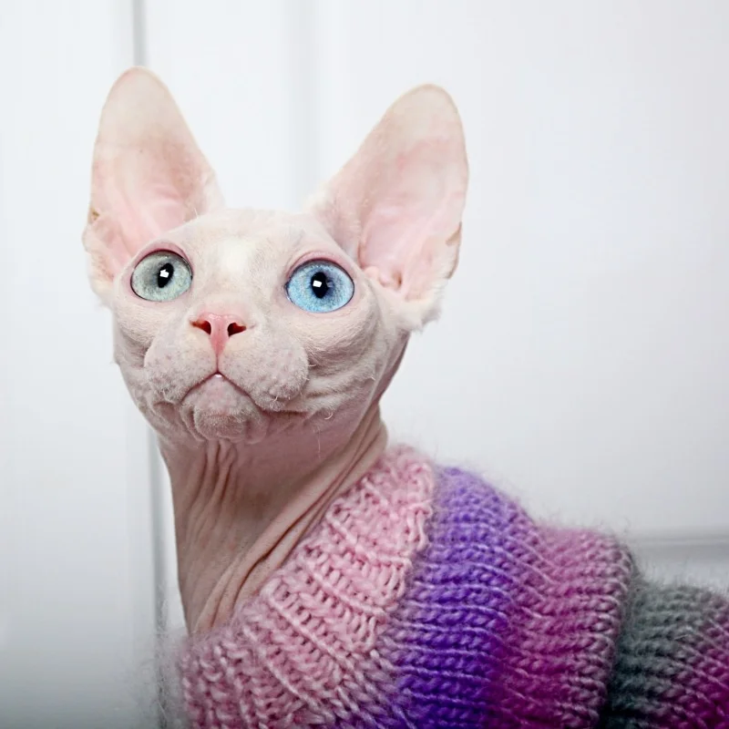 sphinx gato hairless roupas de caxemira gatinho camisola de gato macio