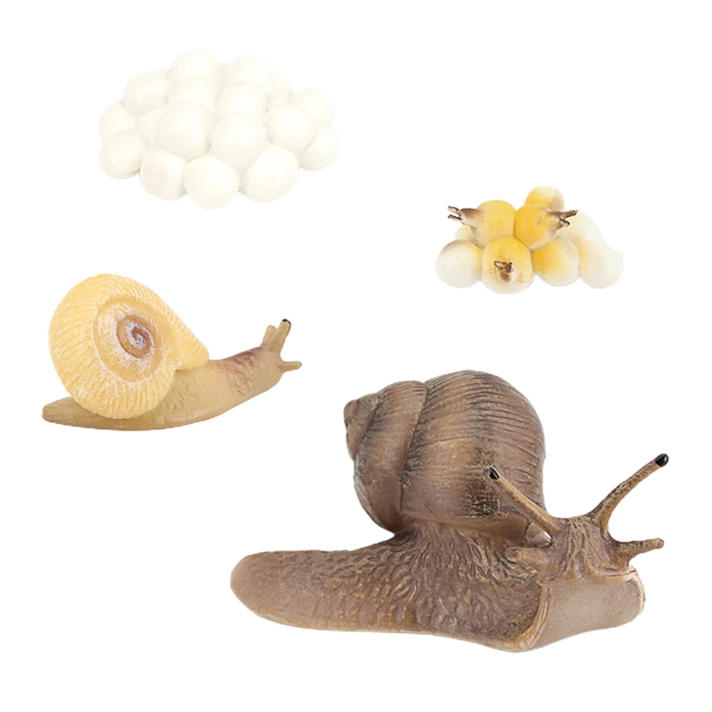 Realistic Lifelike Life Cycle Figurine of a Snail Growth Cycle Insect Animals Action Figures Educational Biology Science Toy