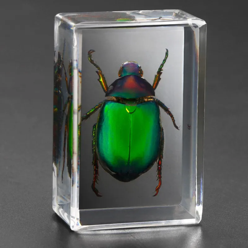pequenos ornamentos ornamentos observação brinquedos resina animais escorpião besouros aranha