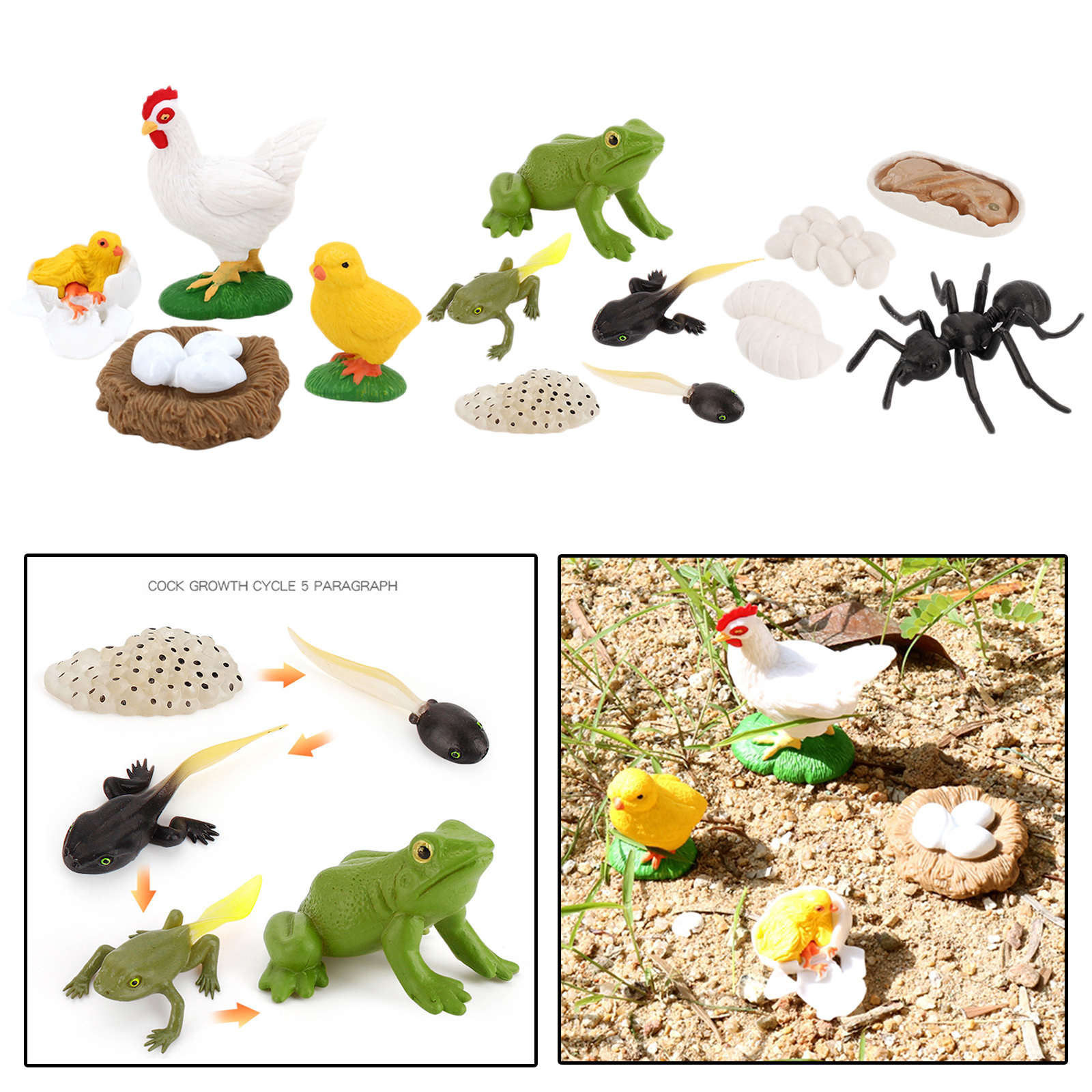 Kids Simulation Animal Figures Worker Ant Hen Frog Growth Process Playset
