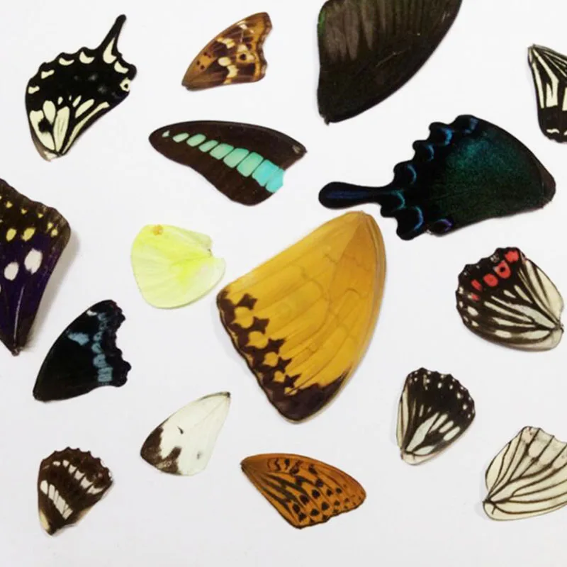 200pcs Real Butterfly Wing Specimen DIY Handmade Student Teaching Creative Stickers Mixed Size Packaging