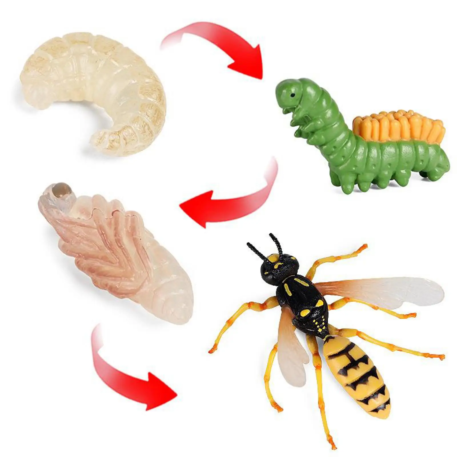 Insect Wasp Life Cycle Wild Animal Bug Growth Cycle Teaching Plastic Toy