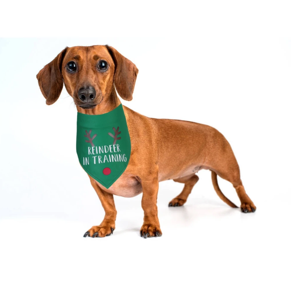 Un perro salchicha que lleva una bandana verde con el texto Reindeer in Training y un pequeño punto rojo, que puede ser un elemento decorativo o un botón. El perro parece estar parado sobre una superficie blanca y tiene una expresión curiosa o atenta.