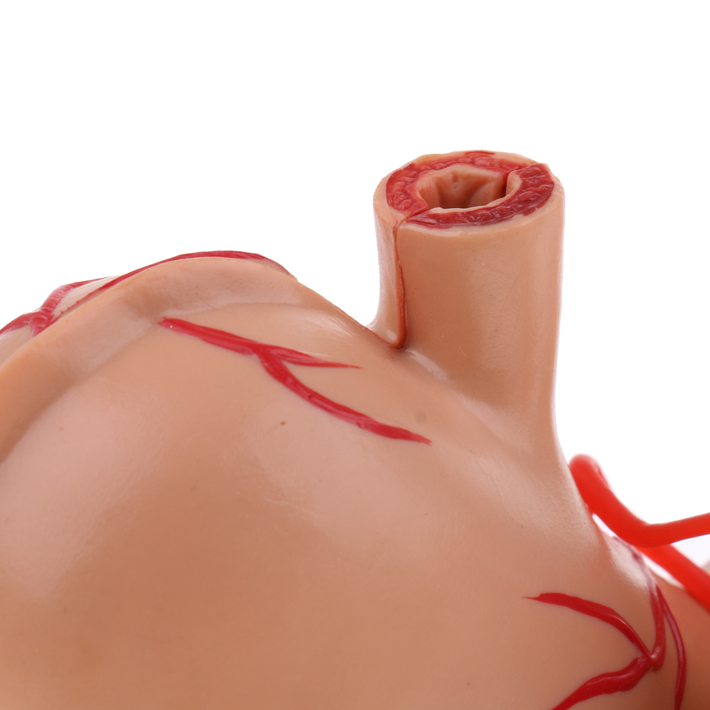 70X Enlarged Human Stomach Model Anatomical Human Stomach & Pancreas Model Anatomy Model School Teaching Supplies