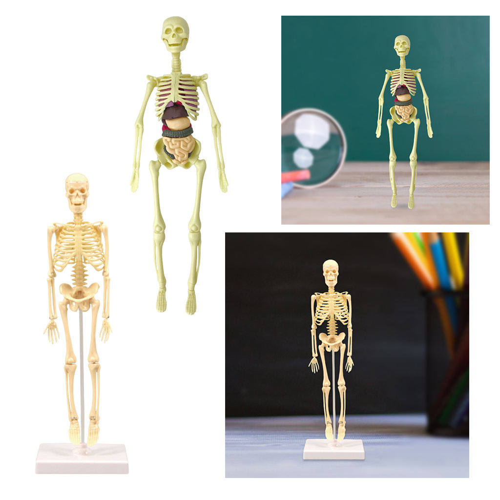  Model Realistic Body Anatomy for Learning Science Teaching
