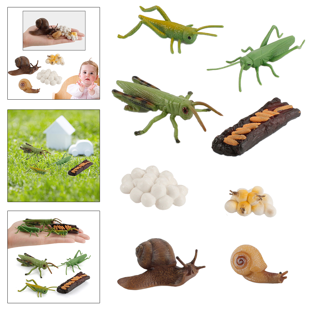 Simulation Grasshopper / Snail Growth Kids Pre-school Biology Toys Role Play
