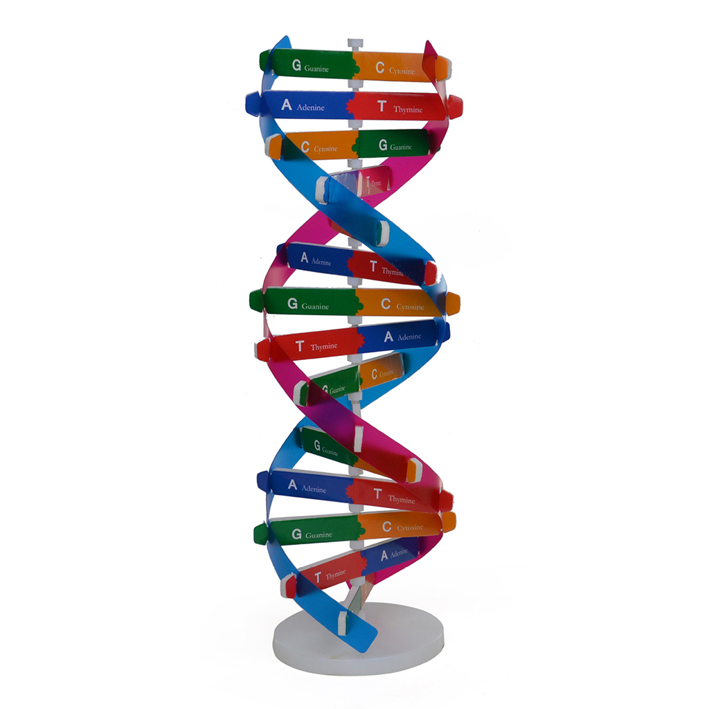DNA Models Double Helix Model Components Science Educational Teaching Instrument Toys