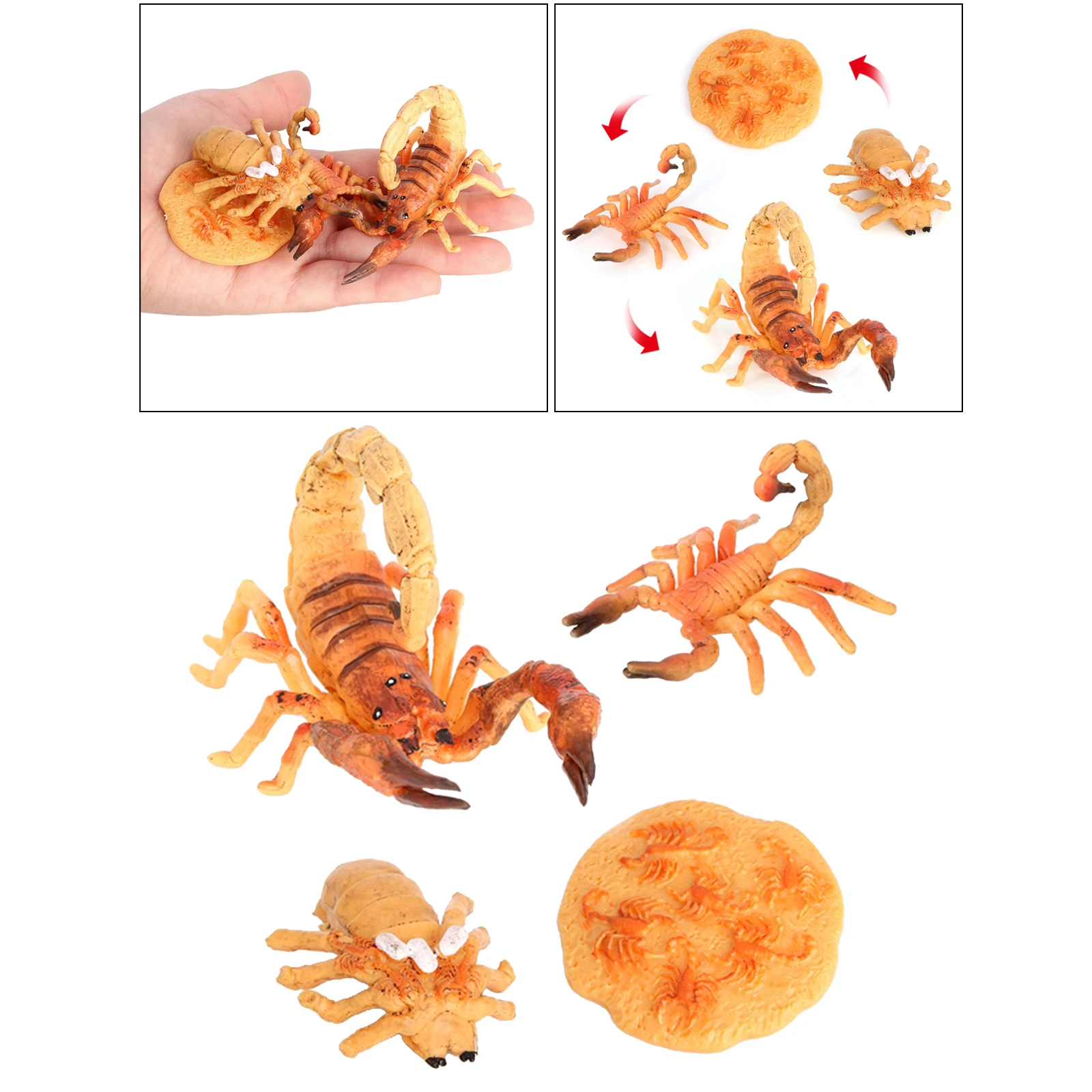 4 Stages Life Cycle of Scorpion Nature Insects Life Cycles Growth Model Game Prop Insect Animal Natural Toy