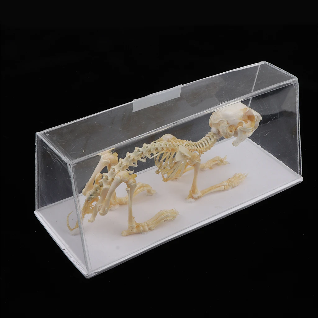 aluno, modelo animal do osso, ajuda biológica