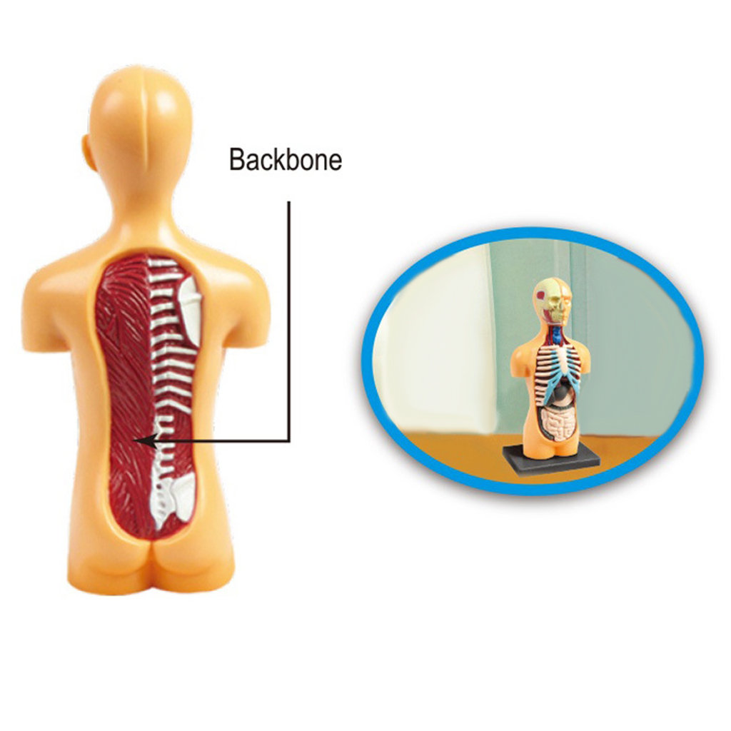 Science Human Body Torso Model Realistic Toys Laboratory Kits Grades 3+