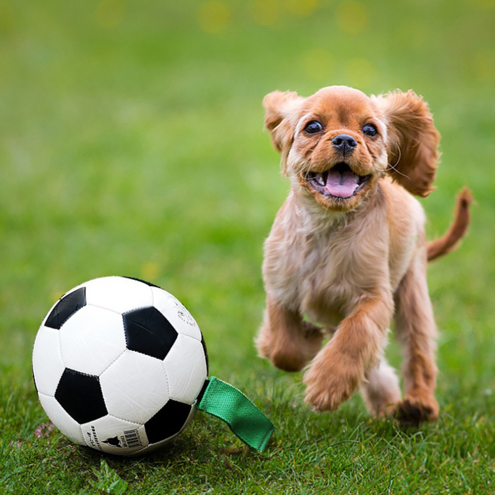 Dog Soccer Exercise Interactive Ball with Grab Tab Easy Grip Lawn Lake Swim Pool Beach Pet Puppy Football Training Toys