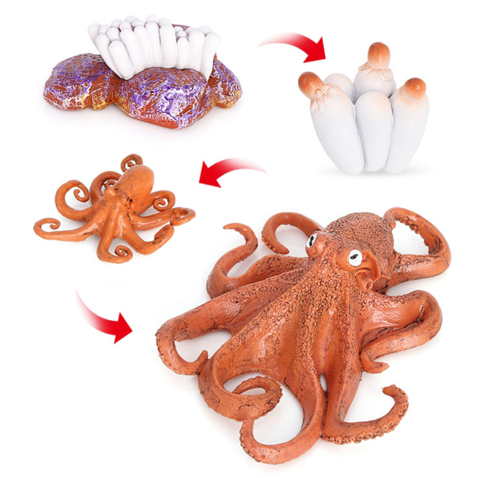 4 Stages Life Cycle of a Octopus, Insects Plastic Octopus Toy Figure - Authentic Hand Painted Model