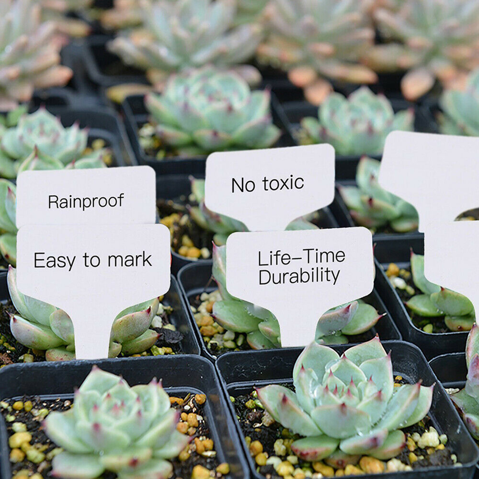 Marcadores de plantas