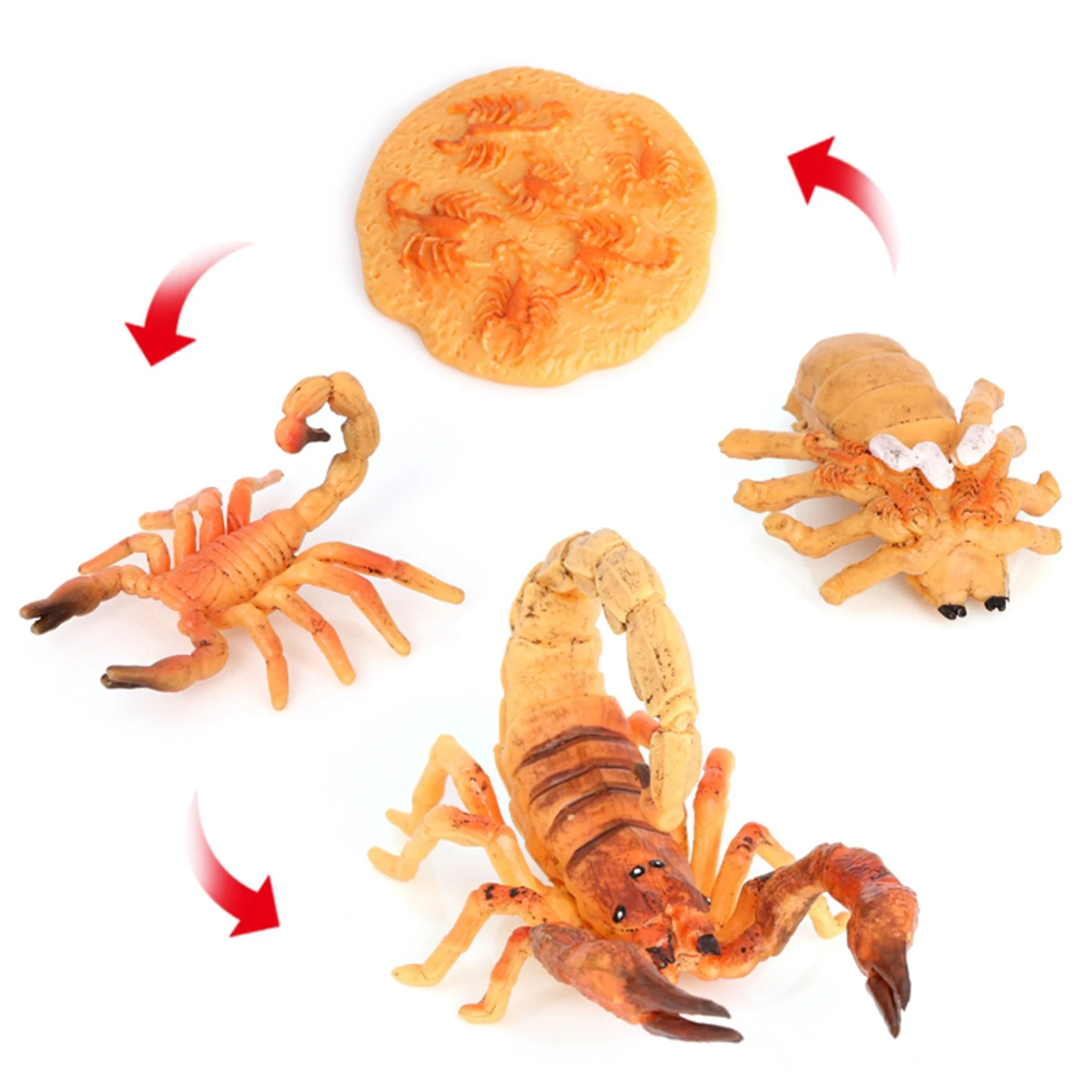 Kids Simulation Scorpion Life Cycle Model Action Toy & Preschool Prop Yellow