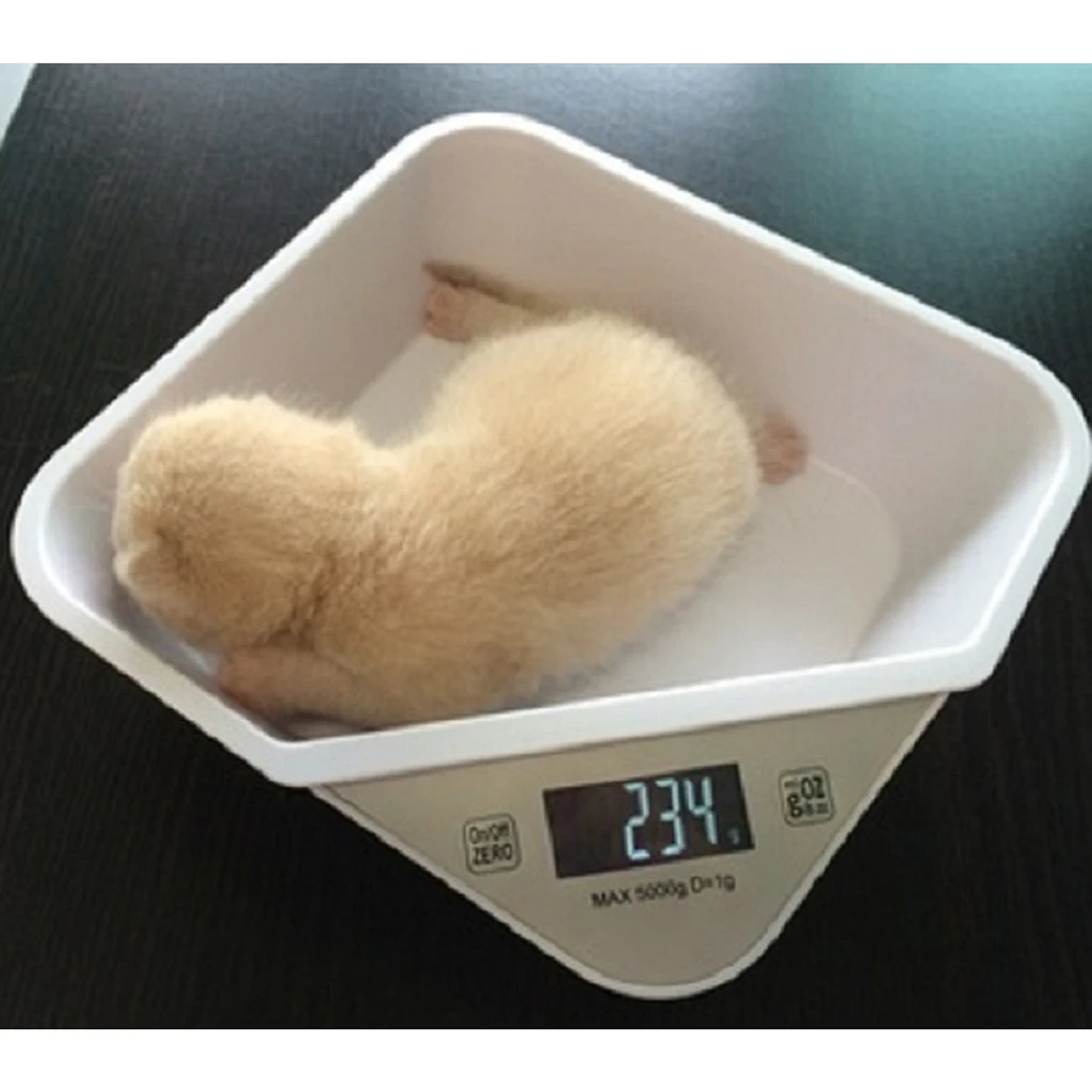 Pet Scale, Digital Baby Scale, Weight 5000g Capacity, with Comfortable Curving