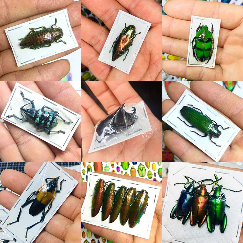 Insect Specimen Real Beetle Cognition Animal Optional Spade Beetle Teaching Research Education Photography Props Protozoa