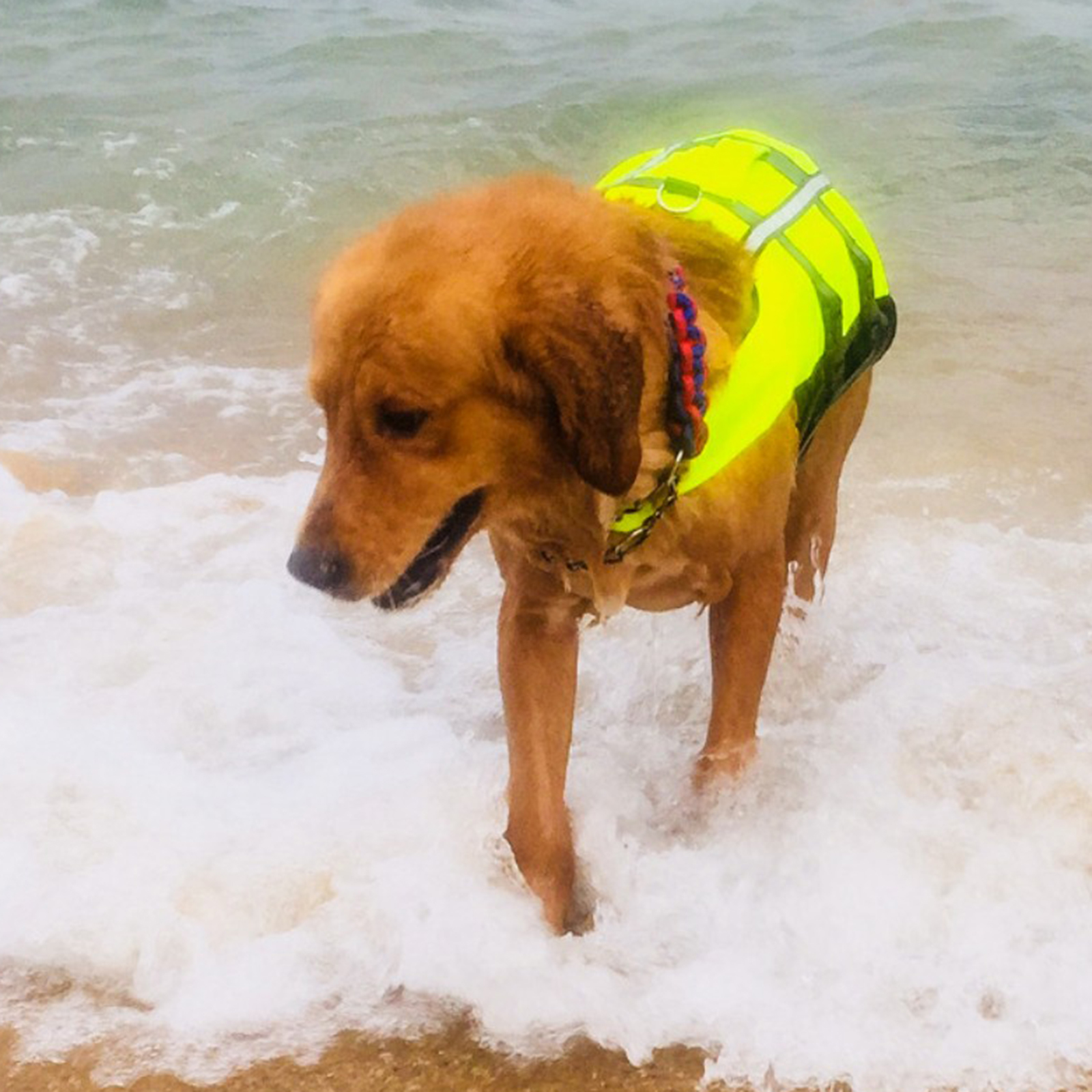 Reflective Dog Life Jacket Beach Boating Life Vest Saver Dogs Swimwear