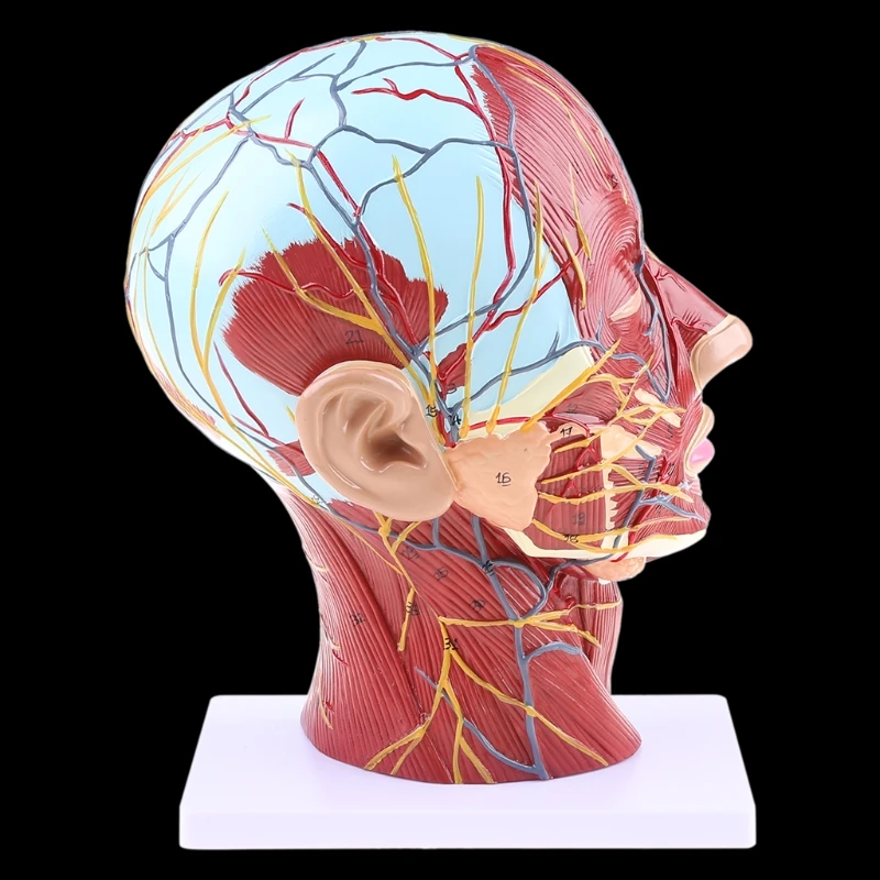 Голова головной мозг шея. Анатомическая модель головы. Детали головы.