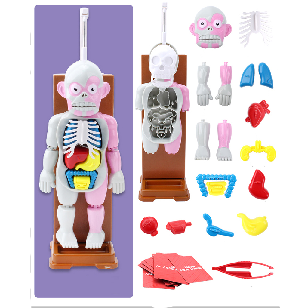 Kids Human Body Model Toy With Removable Organs, Family Fun Games for Halloween Party
