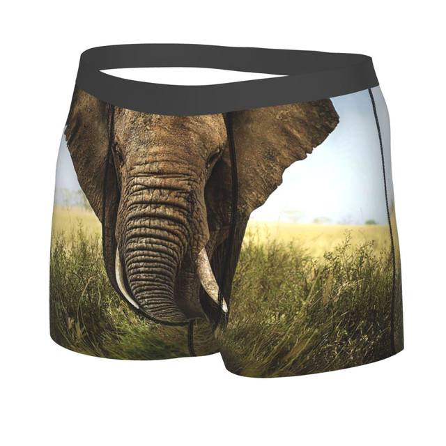 Calzoncillos de retrato de elefante para hombre, ropa interior  transpirable, pantalones cortos con estampado