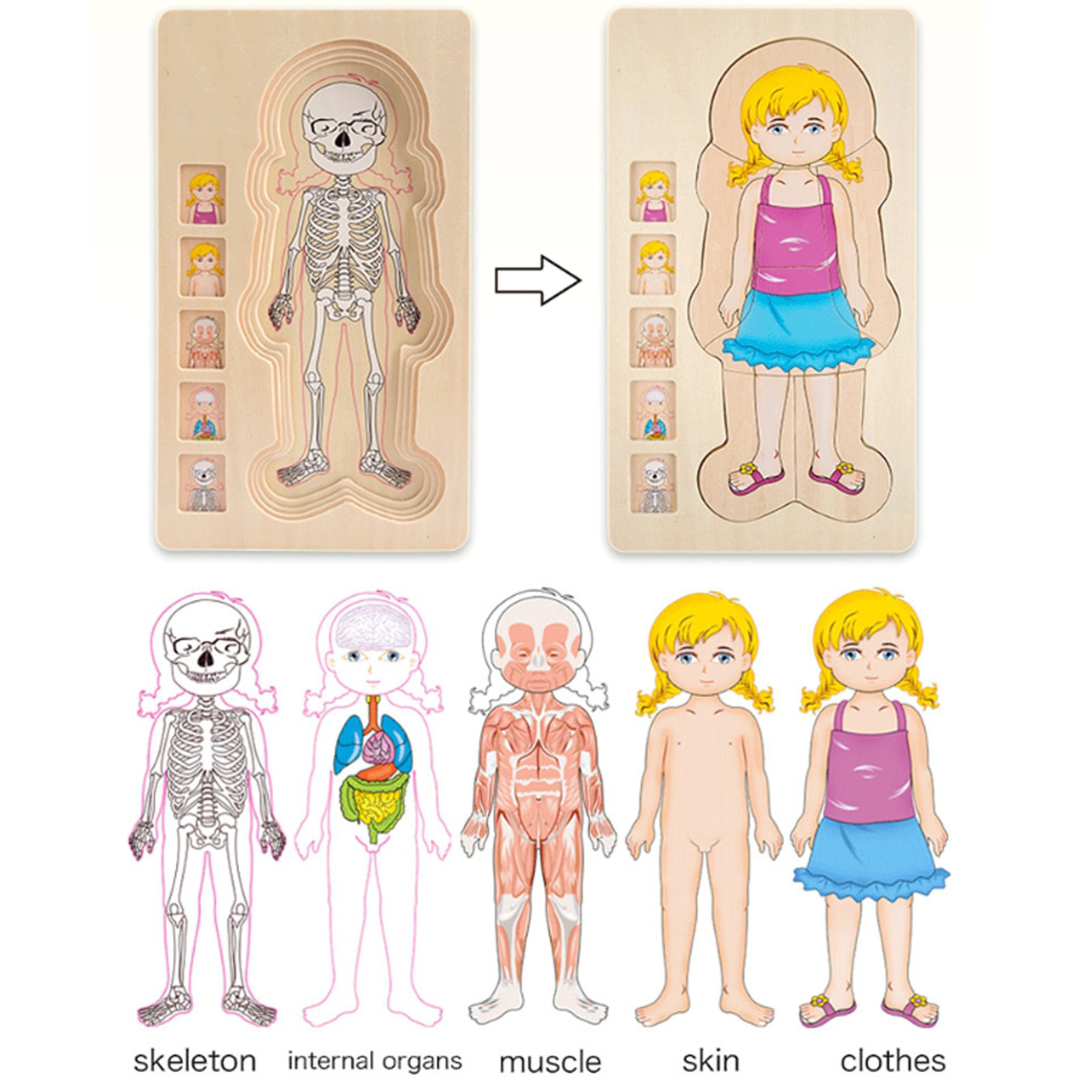 Quebra-cabeças de Corpo Humano de Madeira Partes do Corpo Músculos do Gênero Corpo da Memória Educacional para Crianças Presente de Natal e Aniversário Brinquedo 3 do corpo, músculos do gênero, corpo da