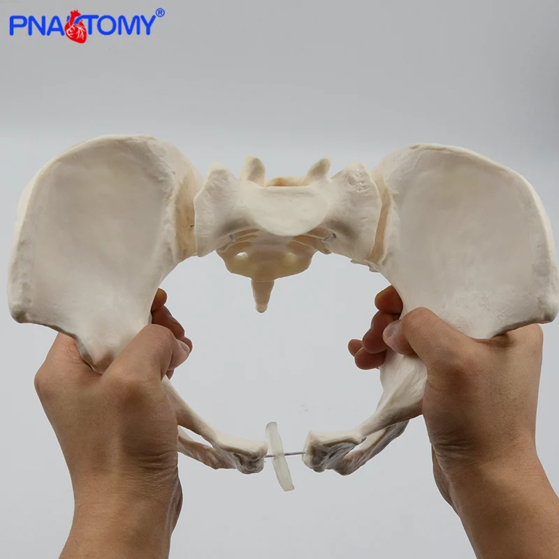 Modelo feminino de pelve Esqueleto humano, flexível,