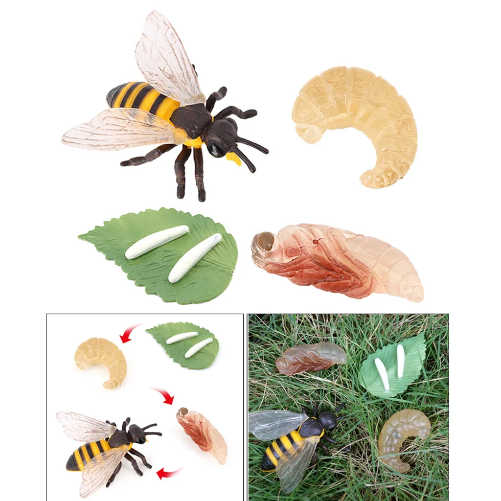 Growth Playset simulación Bee Life Cycle Toy figures Learning & Game props 