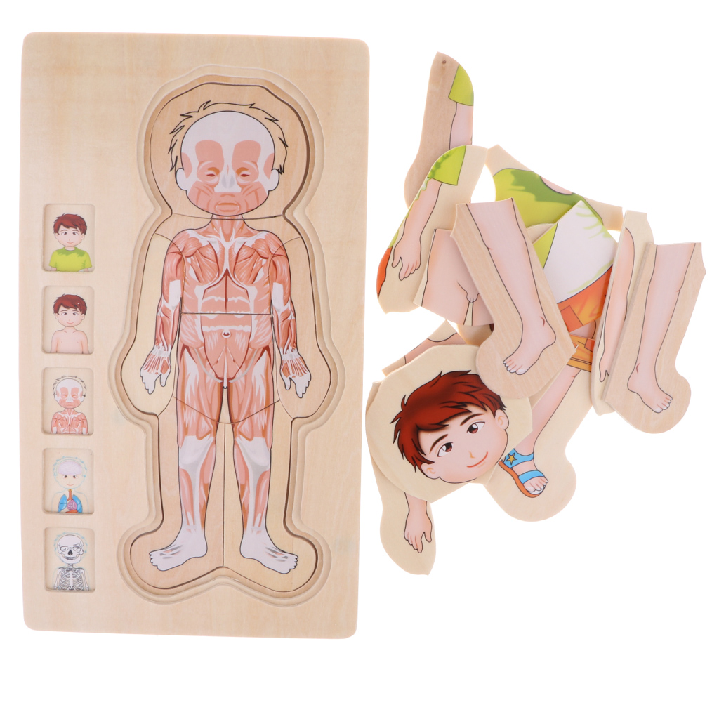 Educational Puzzles, Wooden Multi-Layer Puzzle Human Body Structure Puzzle Kids Preschool Educational Wooden Toys