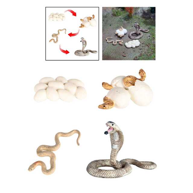  Growth Life Cycle Early Education Learning Imagination Toys Role Play