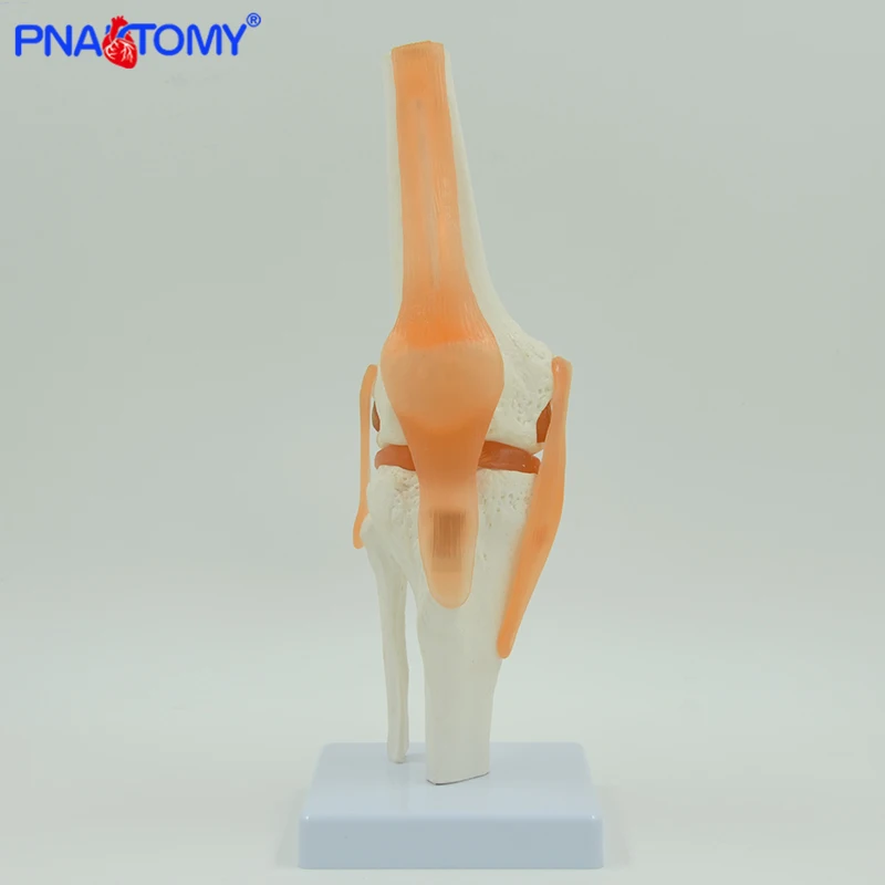 Modelo de articulação de joelho flexível com