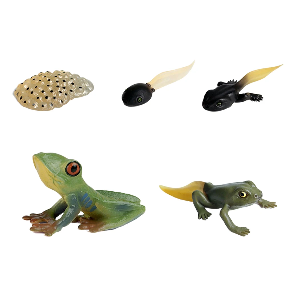 Kids Animals Growth Cycle Figures Toy Models Pretend Play Gifts Frog 