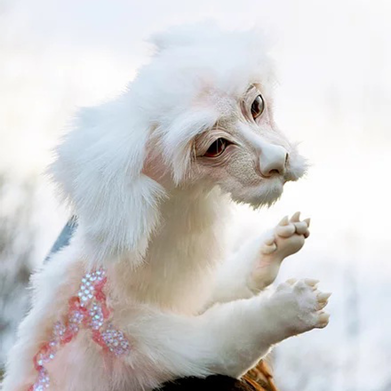 Falkor teddy hotsell