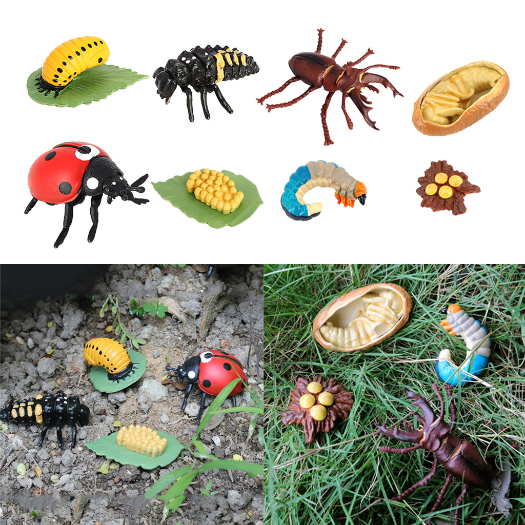 Life Cycle of A Insect - Includes Egg, Larva, , And Insect Educational
