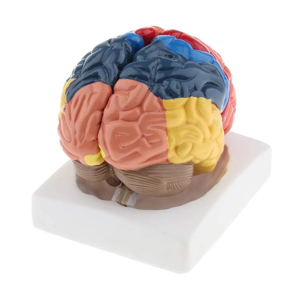 Lifesize modelo anatômico do cérebro, modelo de